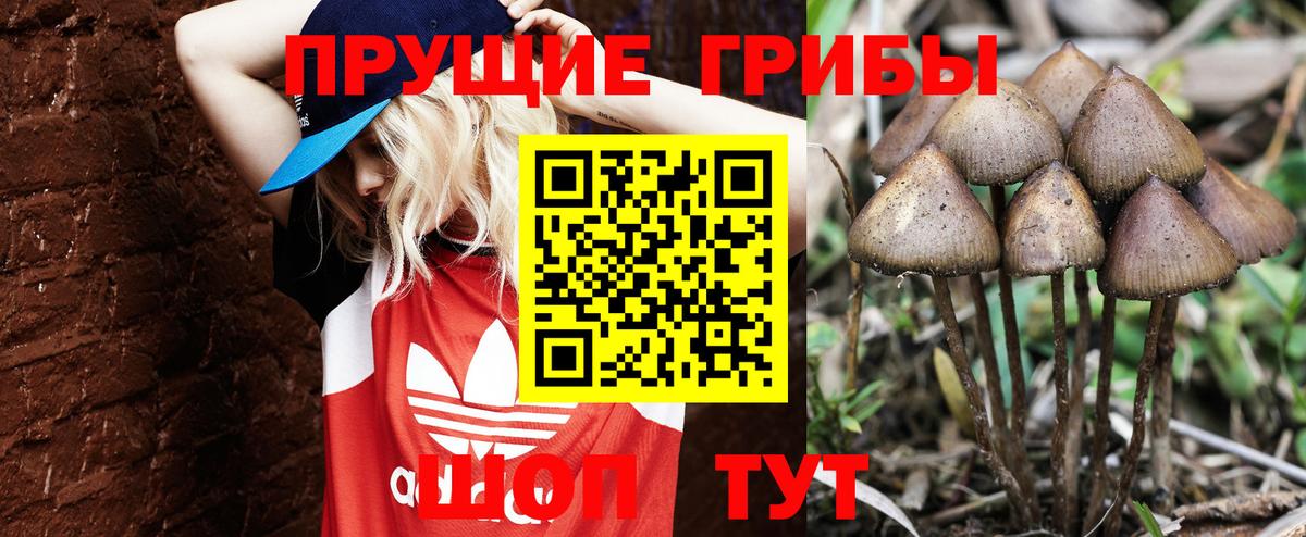 Псилоцибиновые грибы Cubensis Санкт-Петербург